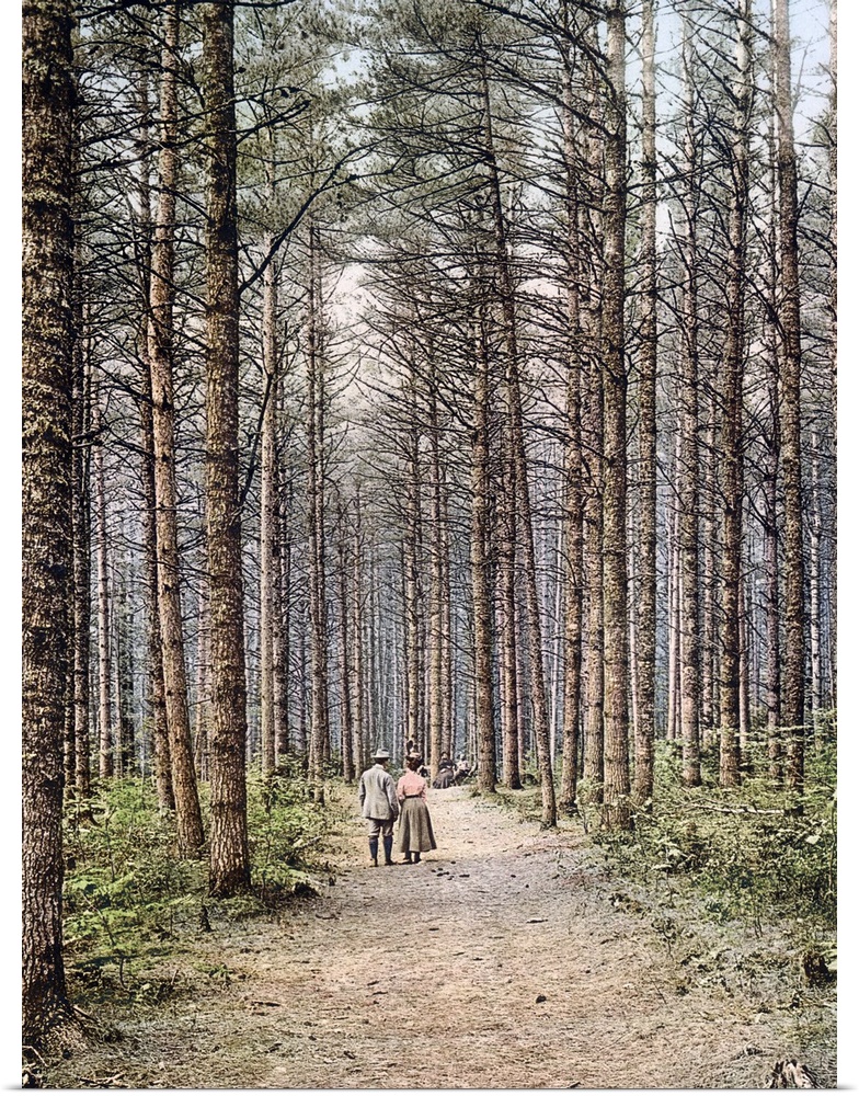 Cathedral Woods Intervale White Mountains New Hampshire Vintage Photograph