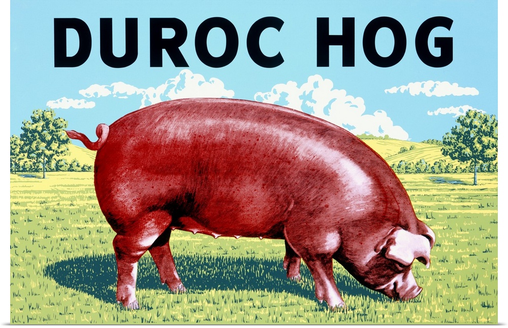 Old poster advertising a popular American pig breed.  It has a big red pig eating grass from a pasture on it.