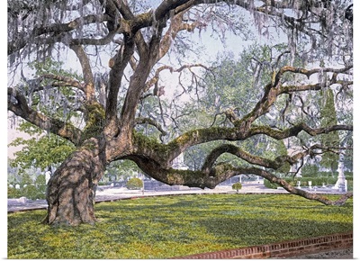Live Oak in Magnolia Cemetery Charleston S.C
