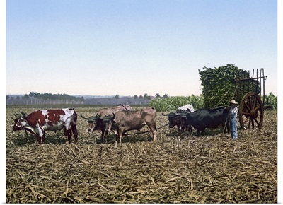 Load of Sugar Cane on a Cuban Plantation