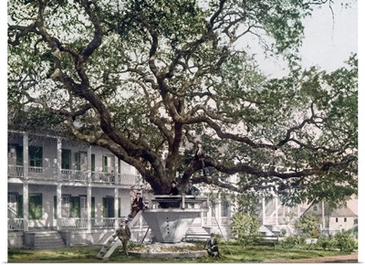 Old Oak at Hotel De Montross Biloxi Mississippi Vintage Photograph