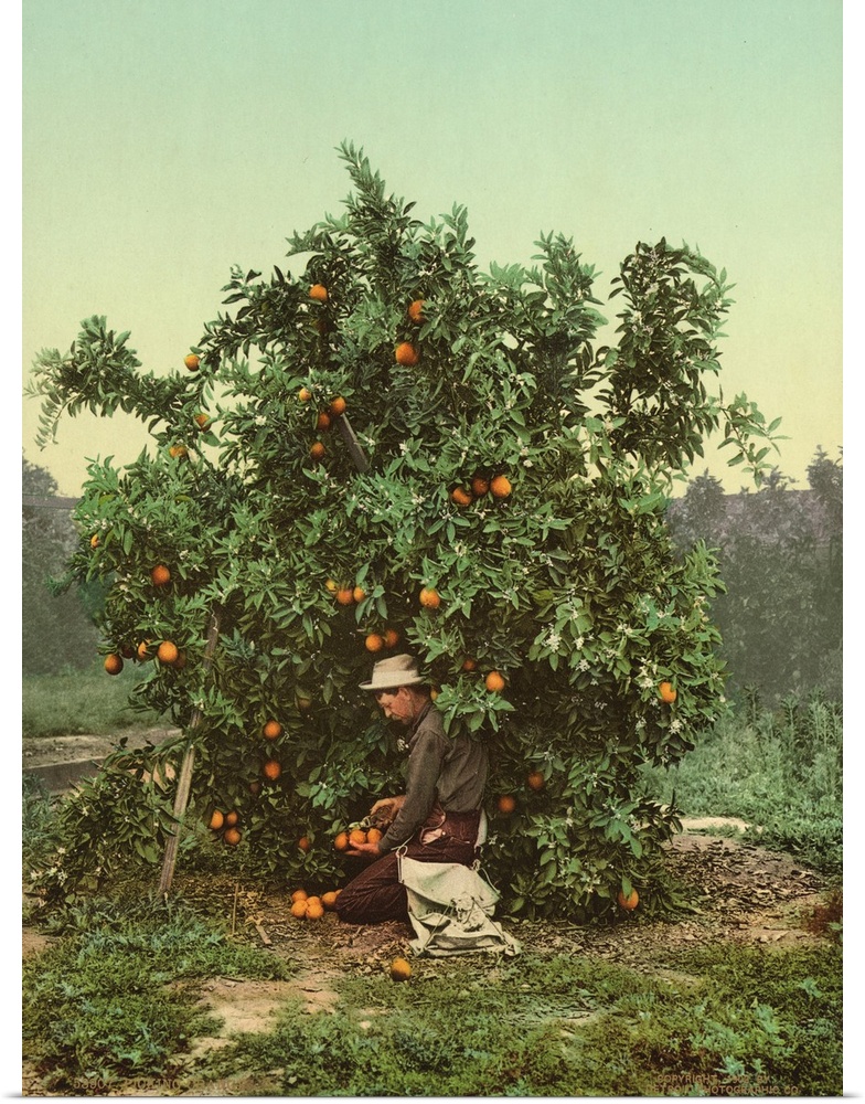 Hand colored photograph of picking oranges.