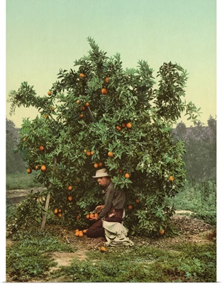 Picking Oranges