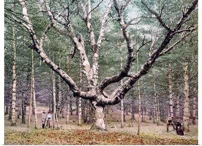 The Wizard Tree Cathedral Woods Intervale New Hampshire Vintage Photograph