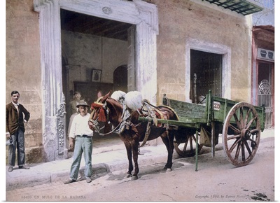 Un Mulo de la Havana
