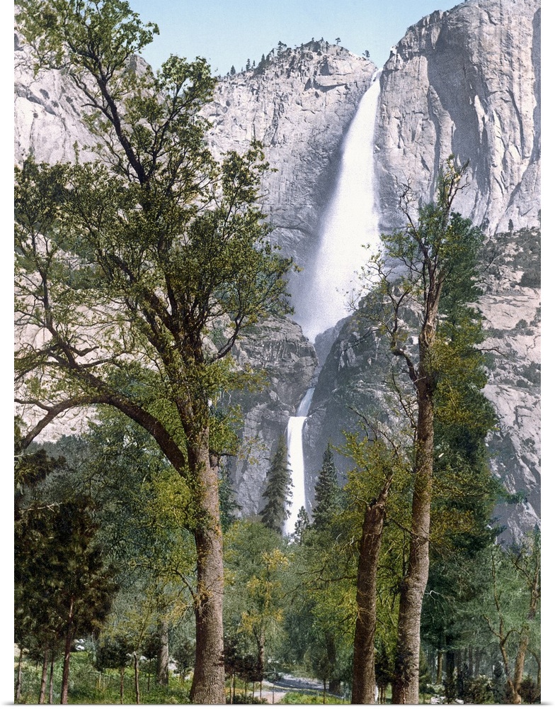 Big, vertical photograph of Yosemite Falls seen through the trees in Yosemite Valley, California.