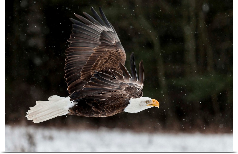 Action photograph of an eagle with its full wing span flying in the snow.