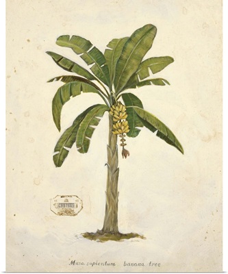 Banana Palm Illustration