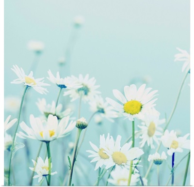 Day Daisies