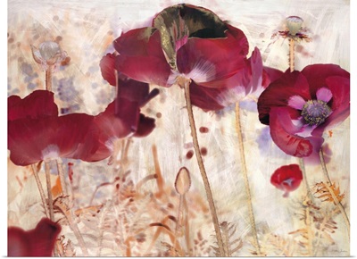 Dreamtime Poppies