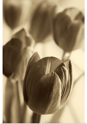 Illuminated Tulips I