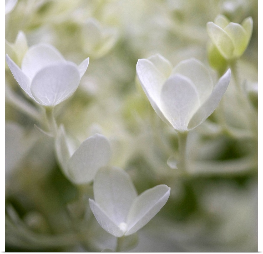 Close-up photograph of a vibrant white hydrangeas.