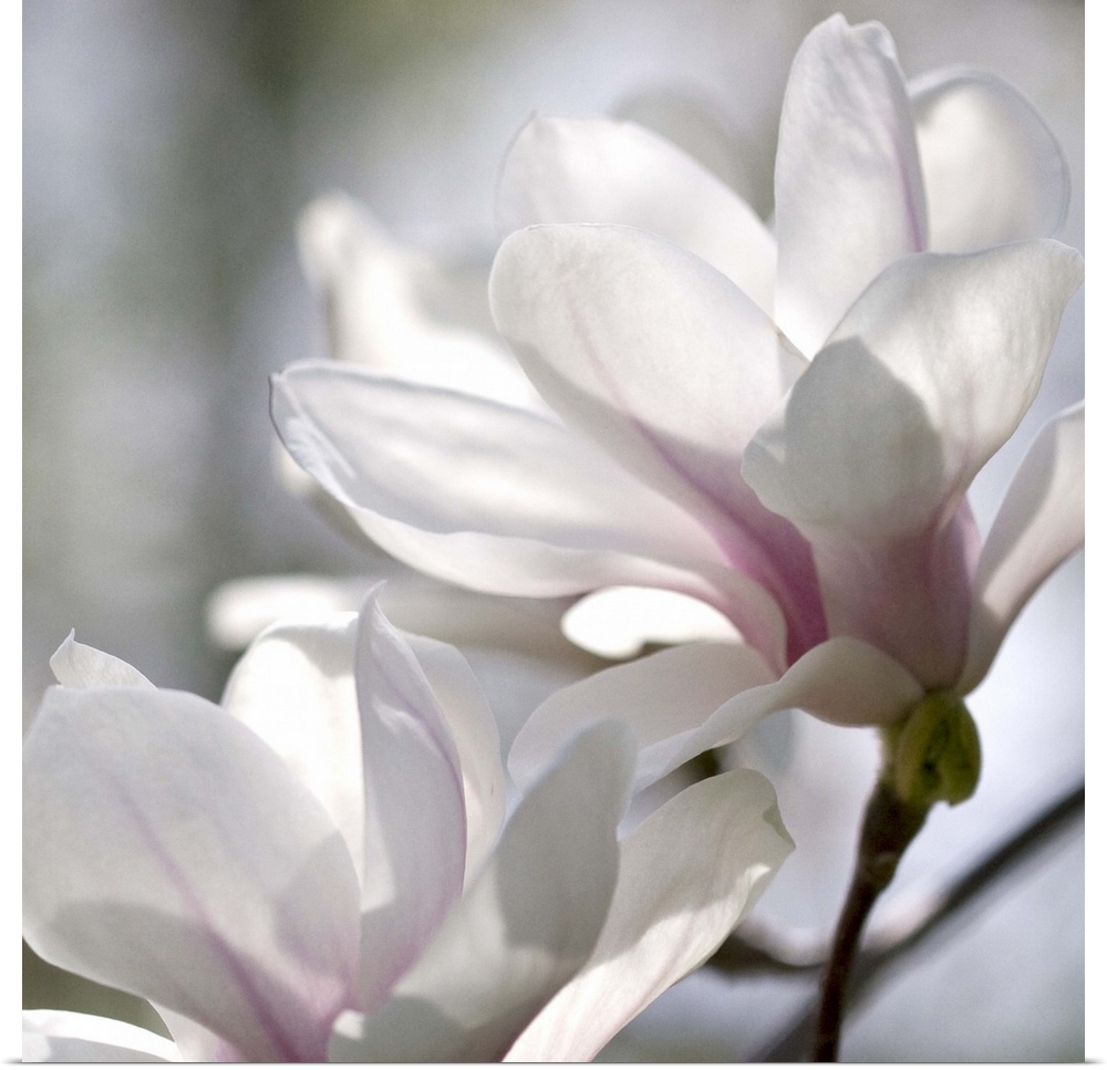Close-up photograph of a soft pink magnolias.