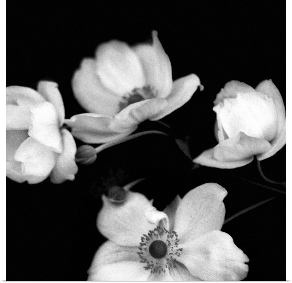 A black and white photograph of white flowers against a black background.