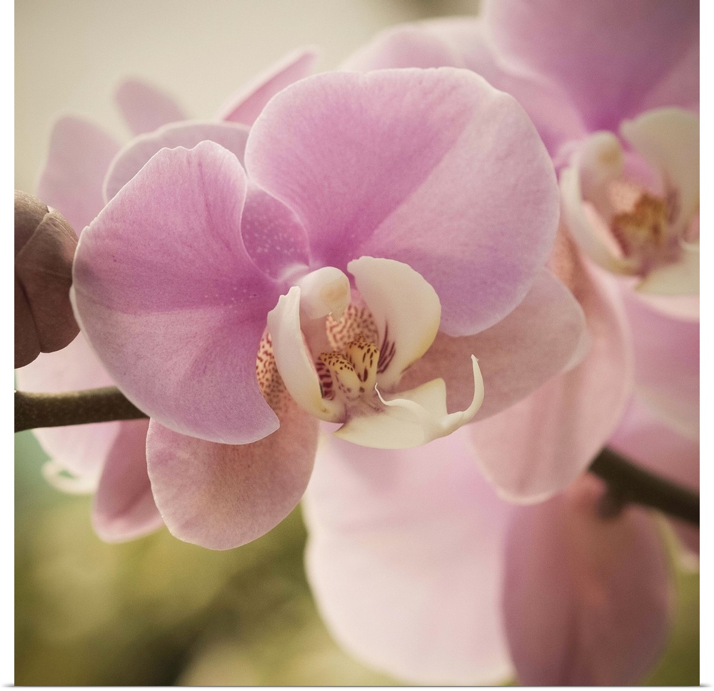 Close-up photograph of a vibrant pink orchid.