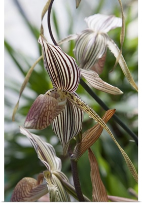 Orchid In Stripes