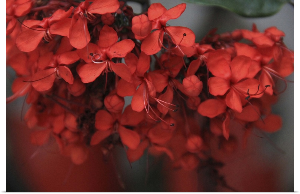 Macro photograph of a vibrant red flowers.
