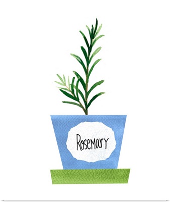 Rosemary Pot
