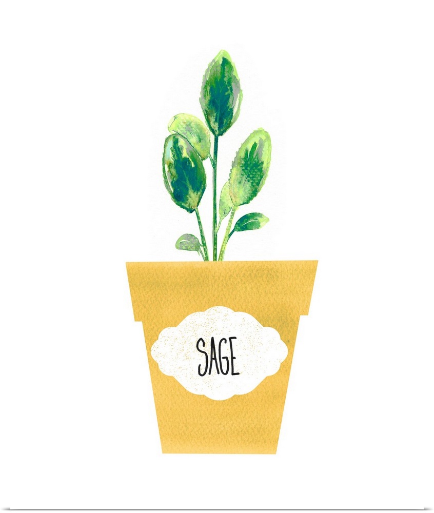 Painting of a potted sage plant on a solid white background with a label on the yellow pot.