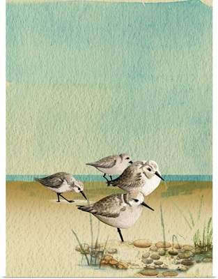 Sandpipers By The Sea