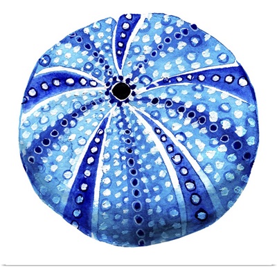 Sea Blue Urchin