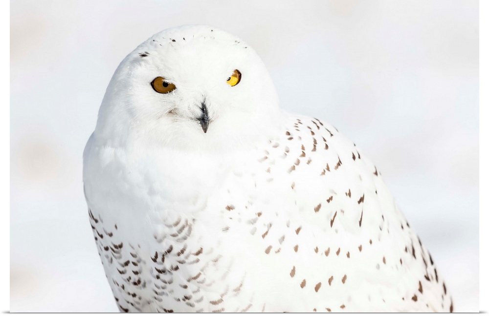 Photograph of a white snowy owl on a white snowy background.