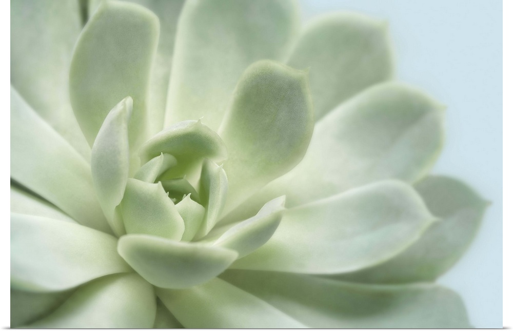 A close-up photograph of a succulent plant against a light blue background.