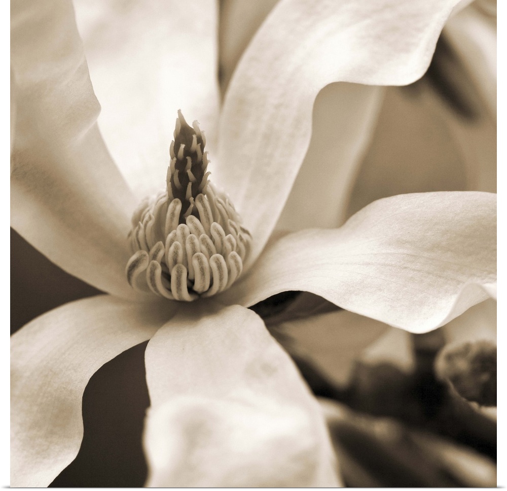 Close-up sepia toned photograph of a magnolia.