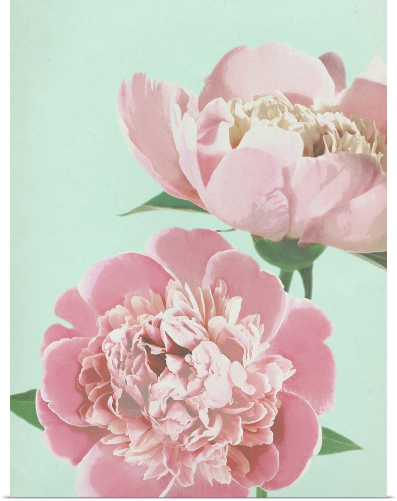 Large illustration of two pink peonies close up on a pale blue background.