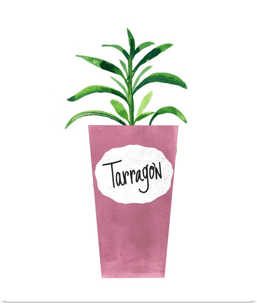 Painting of a potted tarragon plant on a solid white background with a label on the pink pot.