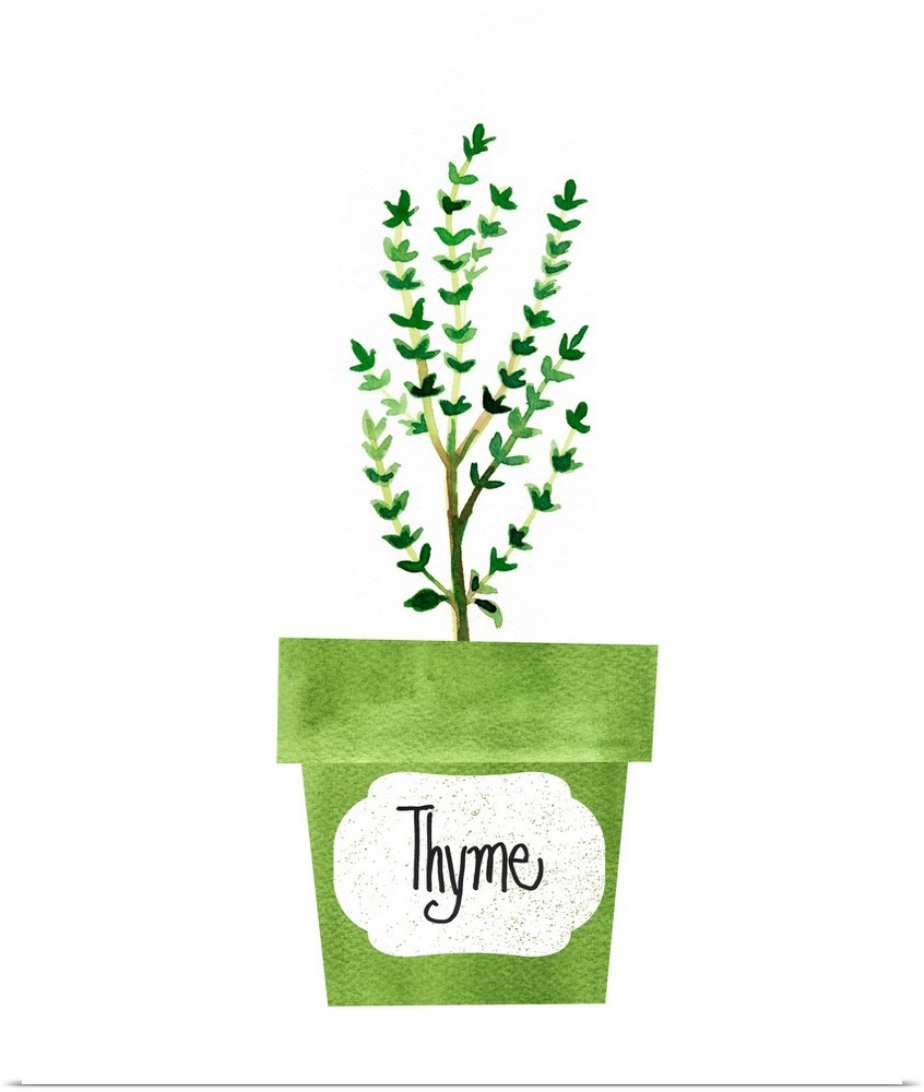 Painting of a potted thyme plant on a solid white background with a label on the green pot.