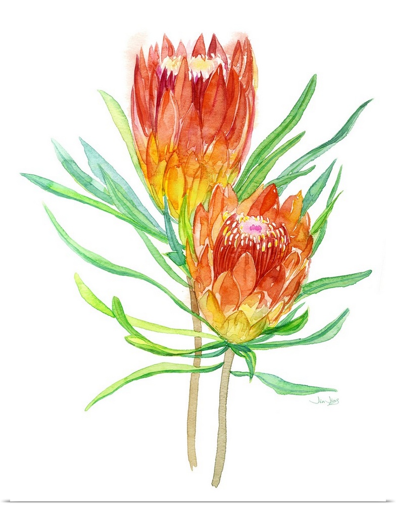 Watercolor painting of two red, orange, and yellow tropical flowers on a white background.