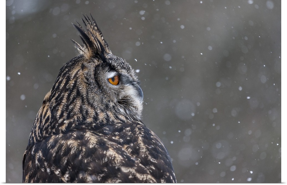 Photograph of the side profile of an owl with orange eyes and snow falling in the background.