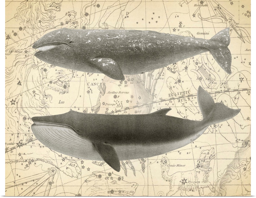 Illustration of two whales over a vintage star map background.