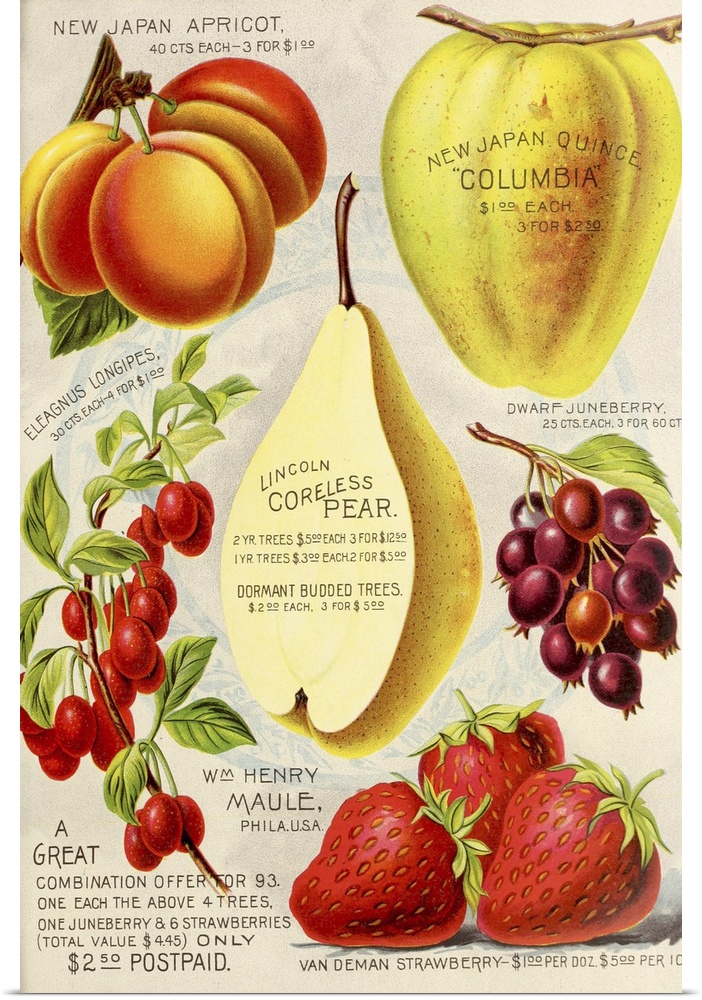 Vintage poster advertisement for 1893 Maule Pear.