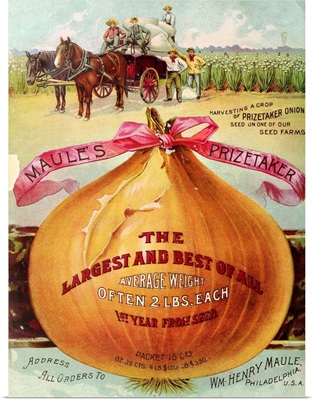 1893 Maule's Onion