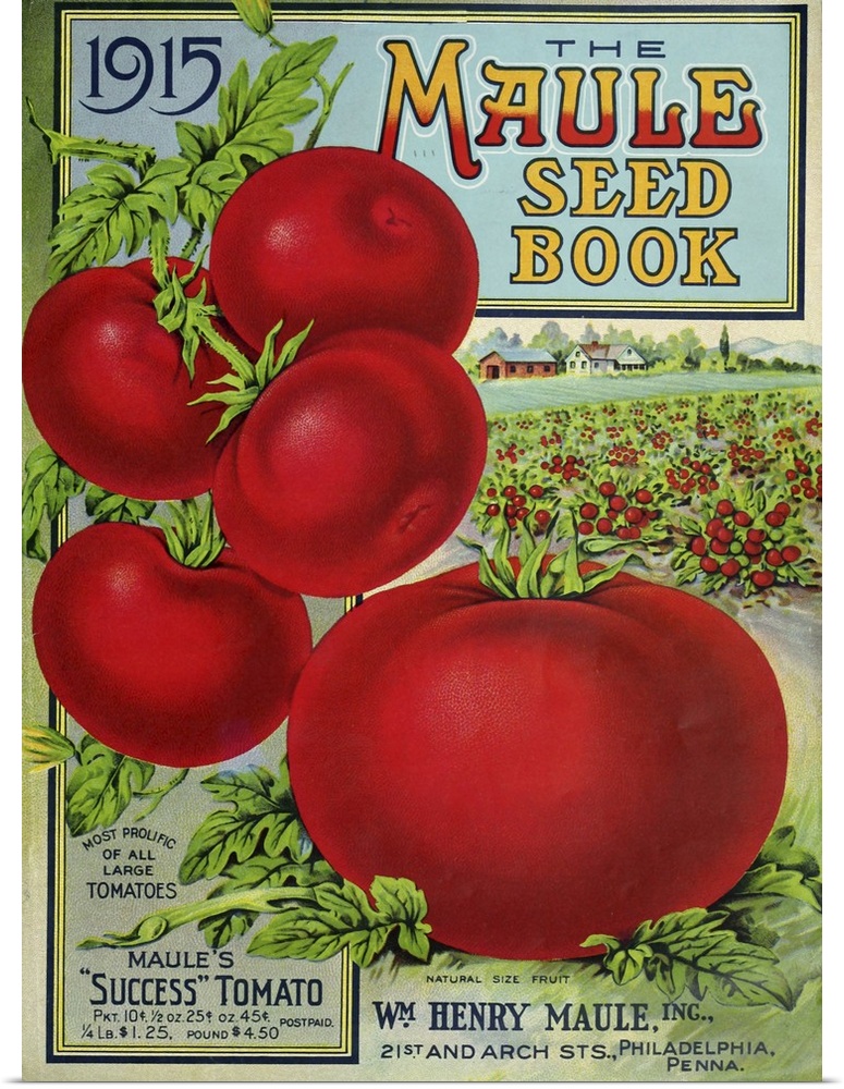 Vintage poster advertisement for 1915 Maule Tomato.