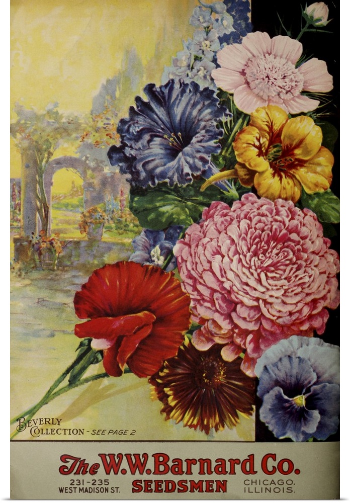 Vintage poster advertisement for 1926 Barnard Asters.