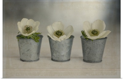 3 White Anemonies in Metal Vases