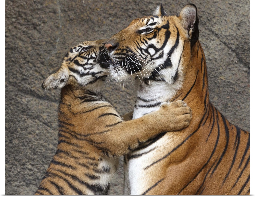 Photograph of a young tiger hugging its mother and nuzzling.