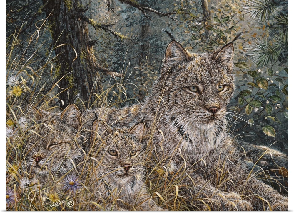 three  lynx lying down