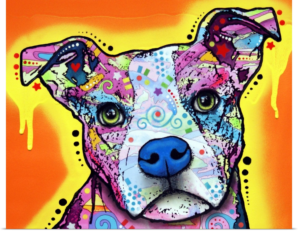 Pit bull, dog, many colors