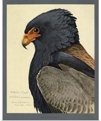 Bird Art 0013 - Canvas Print – artAIstry