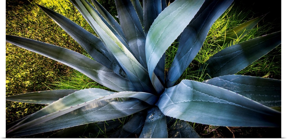 Photograph of an agave plant up close.