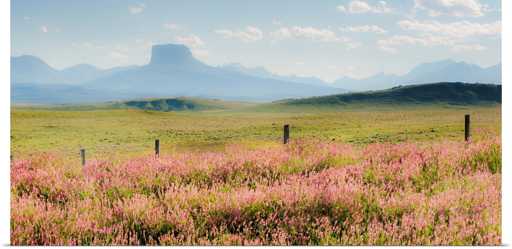 field of flowers with mountains, color photography