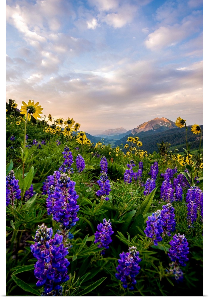 Photograph of vibrant wildflowers in a field with mountains in the distance.