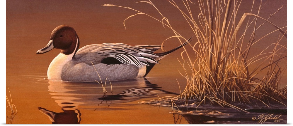 A pintail duck swimming alone.