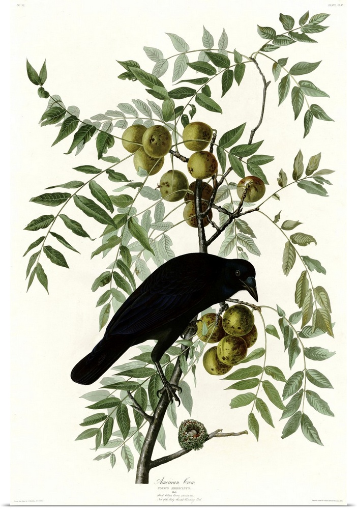 Audubon Birds, American Crow