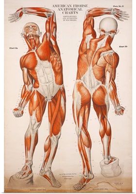 American Frohse Anatomical Wallcharts, Plate II