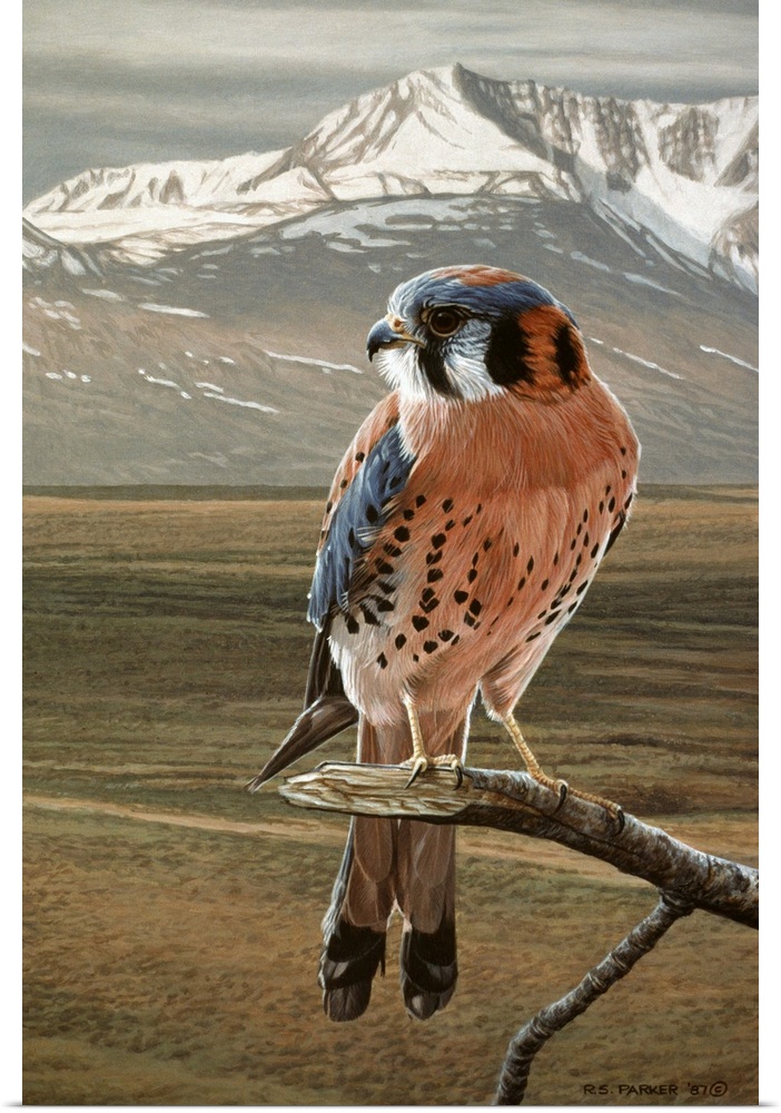An American Kestrel rests on a tree limb, a snowy mountaintop is seen in the distance.